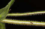 Longsepal beardtongue